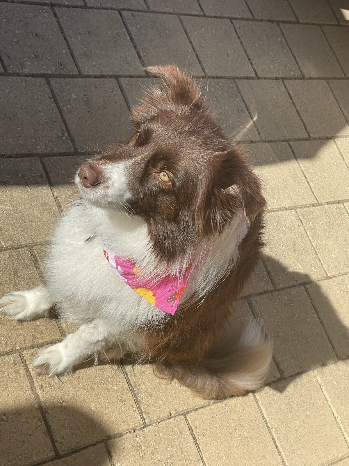 A brown and white collie in a pink bandana lying on the pavers after a wash