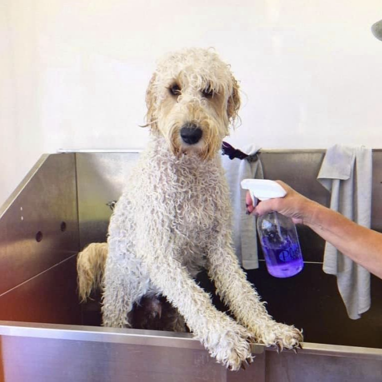 A curly-coated doodle standing in the stainless steel wash tub mid-rinse