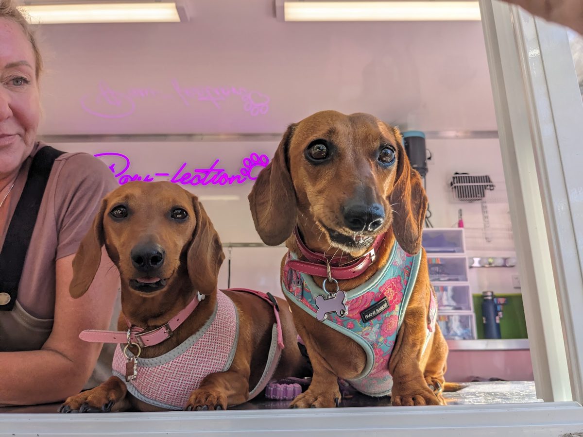 Two dachshunds in floral harnesses looking out of the wash window, pink interior and neon sign behind