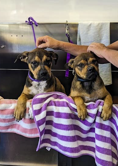 Two brindle puppies wrapped in a purple and white striped towel on the wash table
