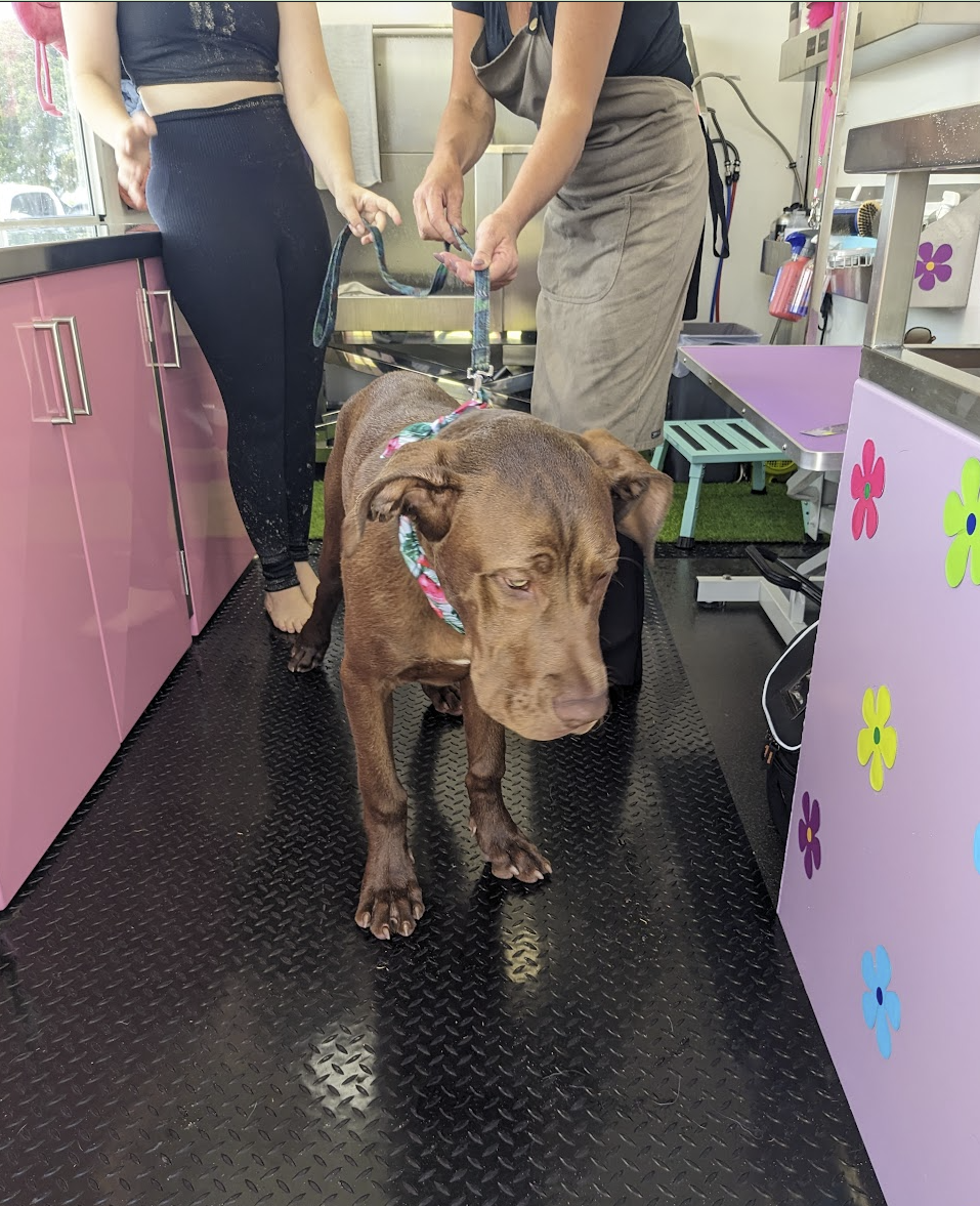 A chocolate dog in a floral bandana standing on the rubber floor inside the pink wash trailer