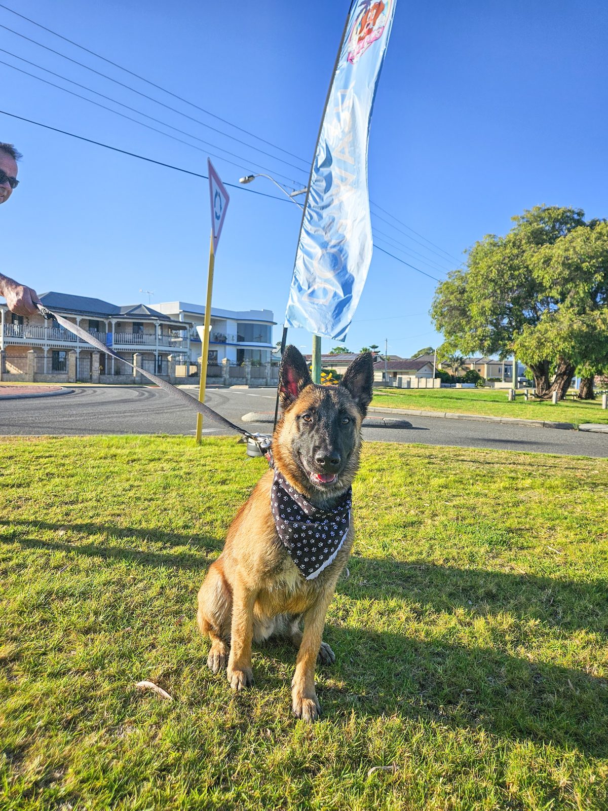 A Belgian Malinois in a paw-print bandana sitting on the grass beside the dog wash flag