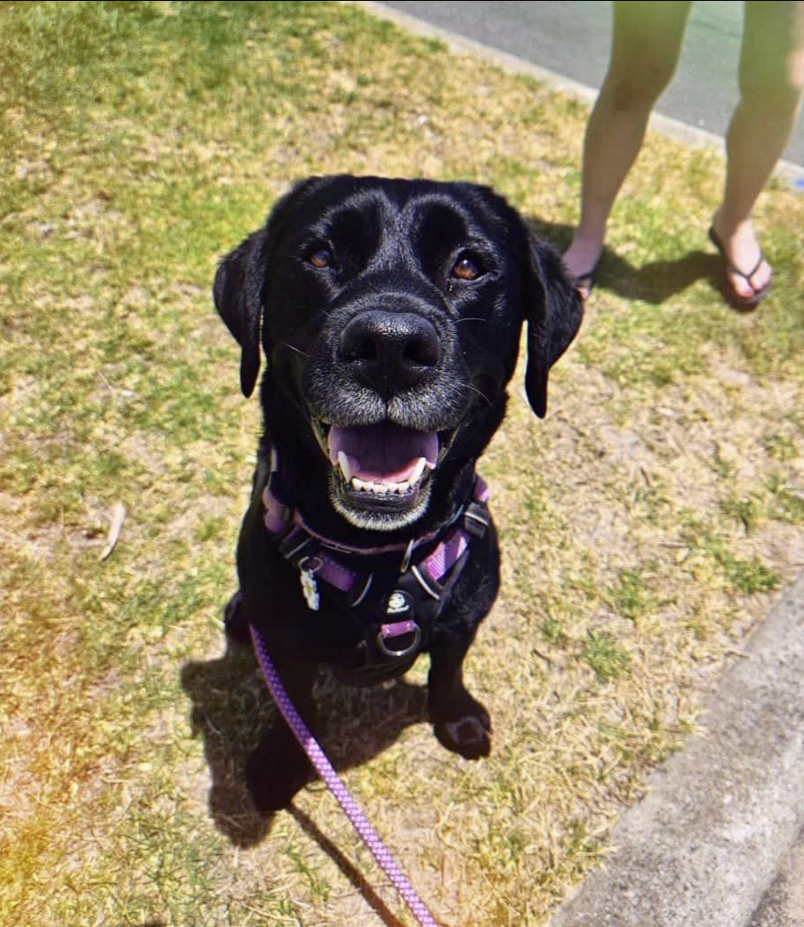 A black Labrador in a purple harness grinning up at the camera on the grass
